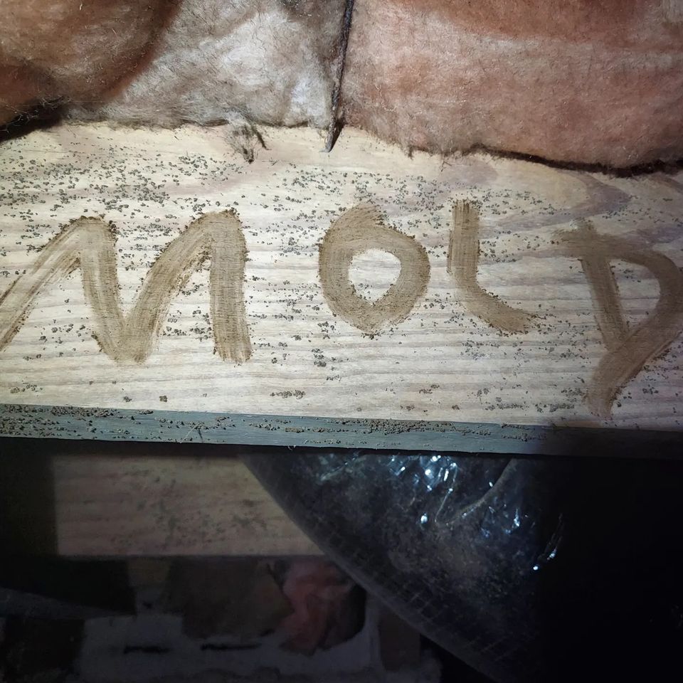 Mold Testing