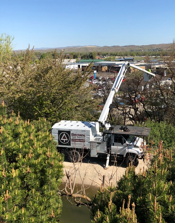 Tree removal