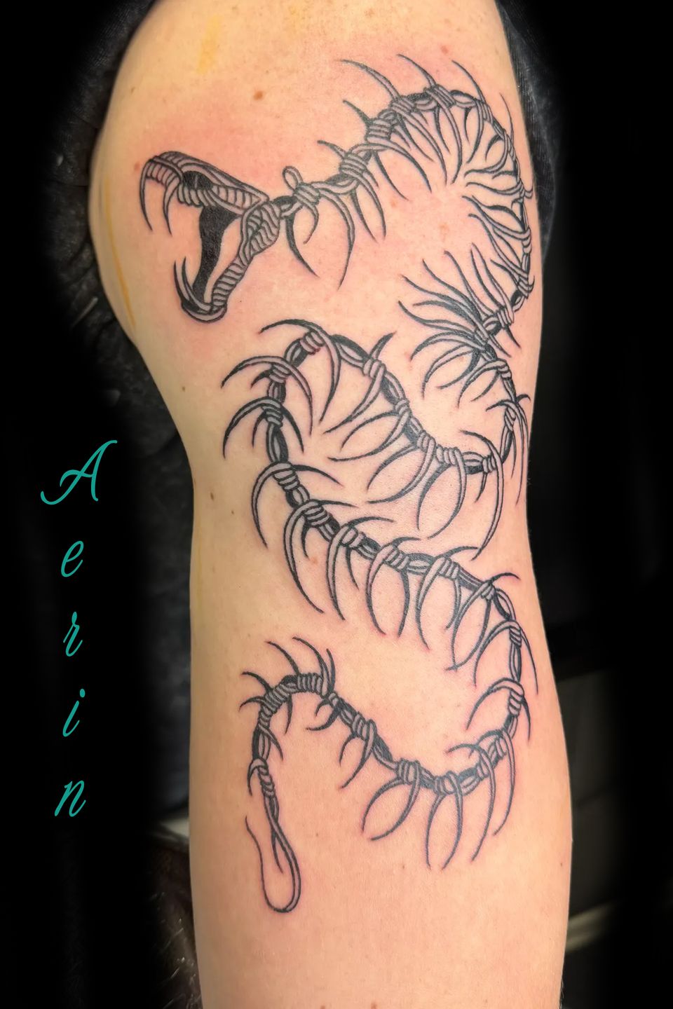 Aerin barb snake