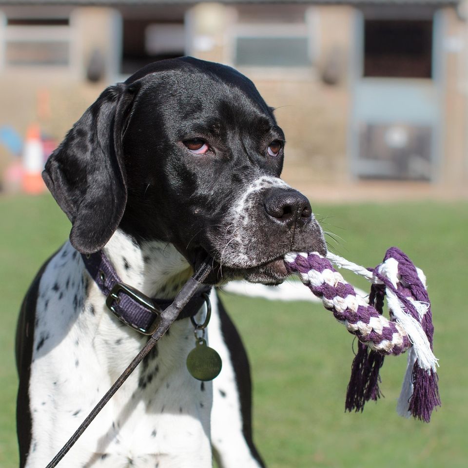 Dog g0612cf687 1920