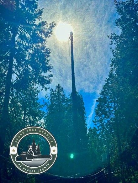 Grass Valley tree removal by Lyon Tree Service 