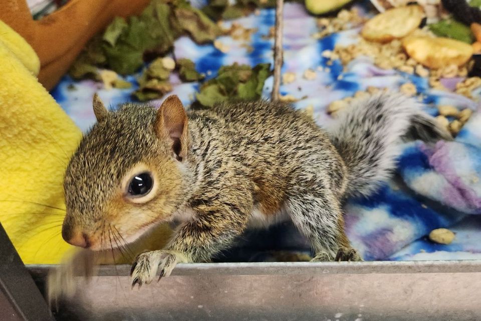 Squirrel Wild Kritters of Niagara County NY