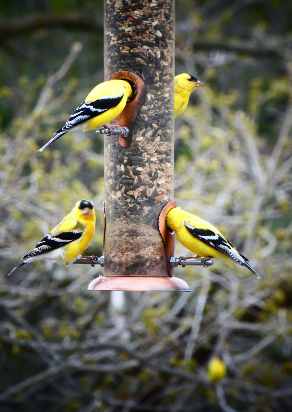 Hartpicgoldfinch