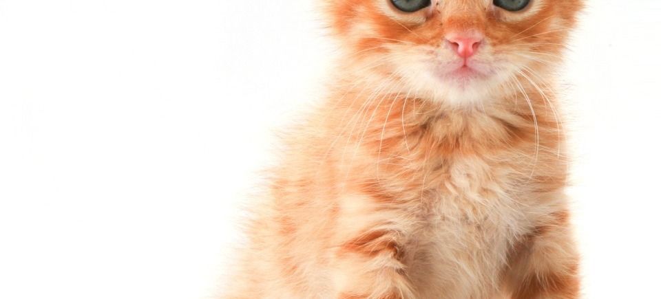 Kitten