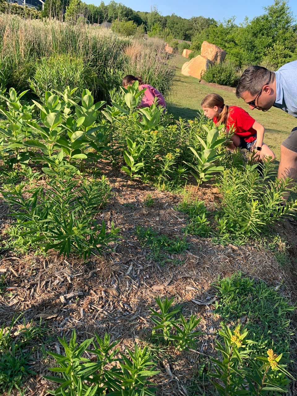 3. adults and kids count monarch eggs in stonemill falls