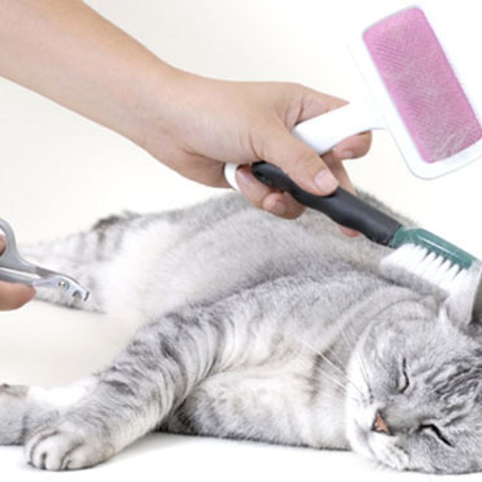Cabinet veterinaire220171204 887 1wogc2e