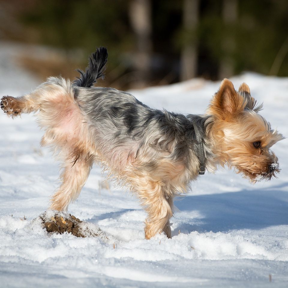 Dog g8e73098e6 1920