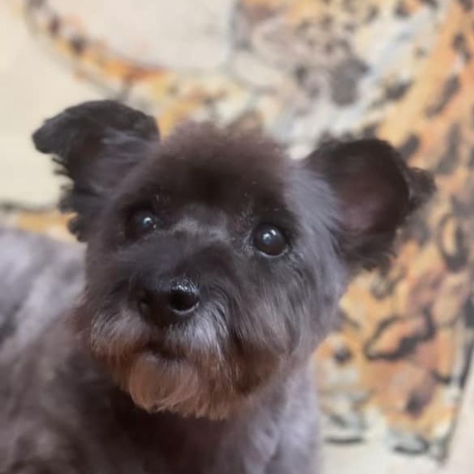 Small black dog posing after grooming