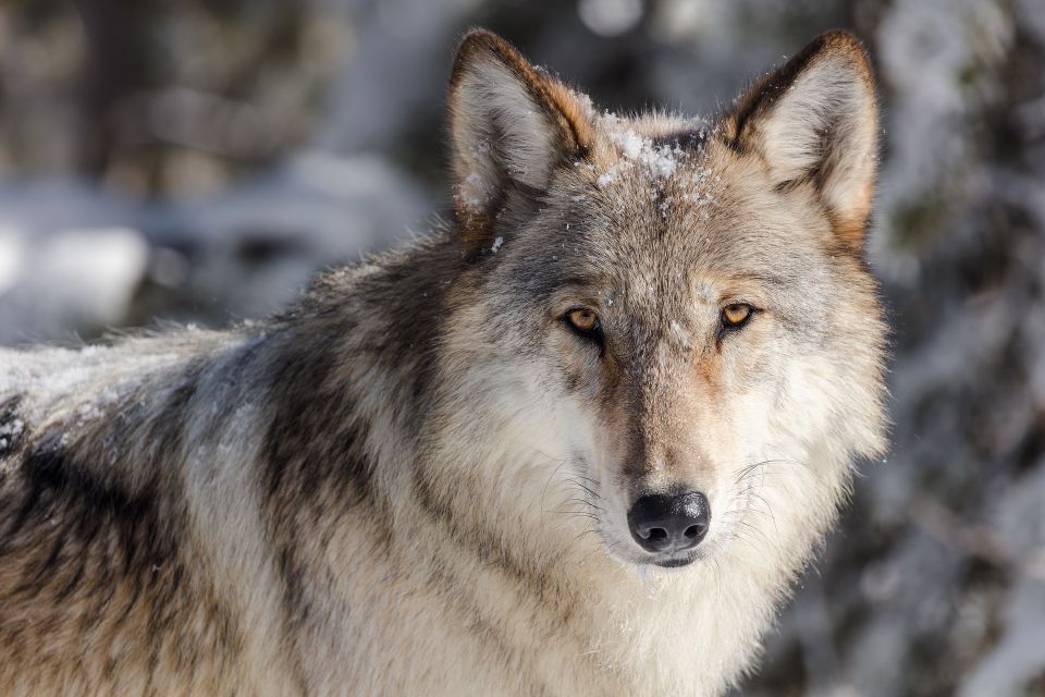 Wolf ea3db0072b 1920
