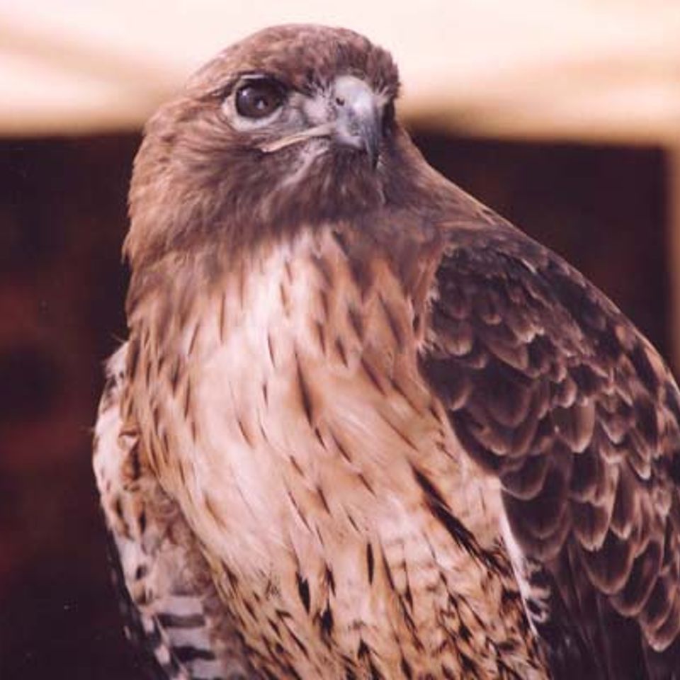 Red tailed hawk