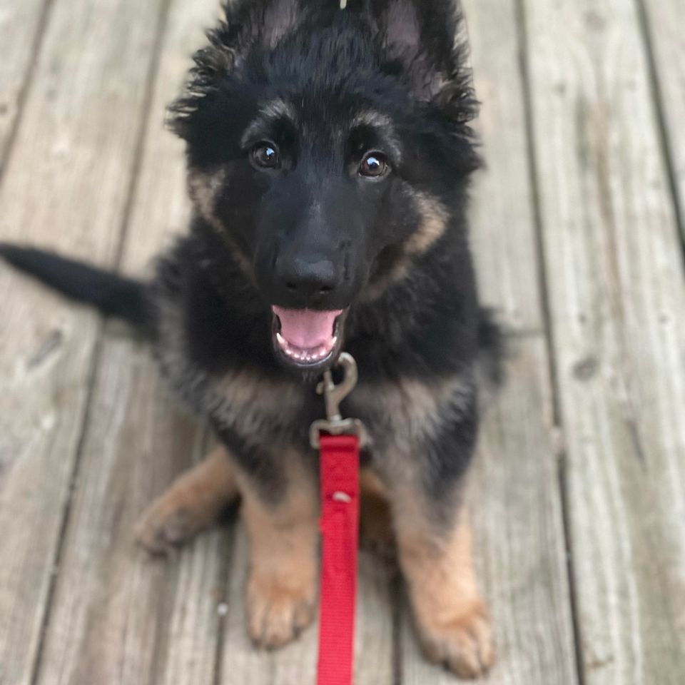 Gus