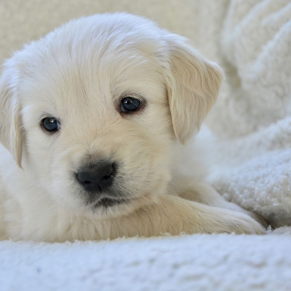Dog 55e8d14042 1920