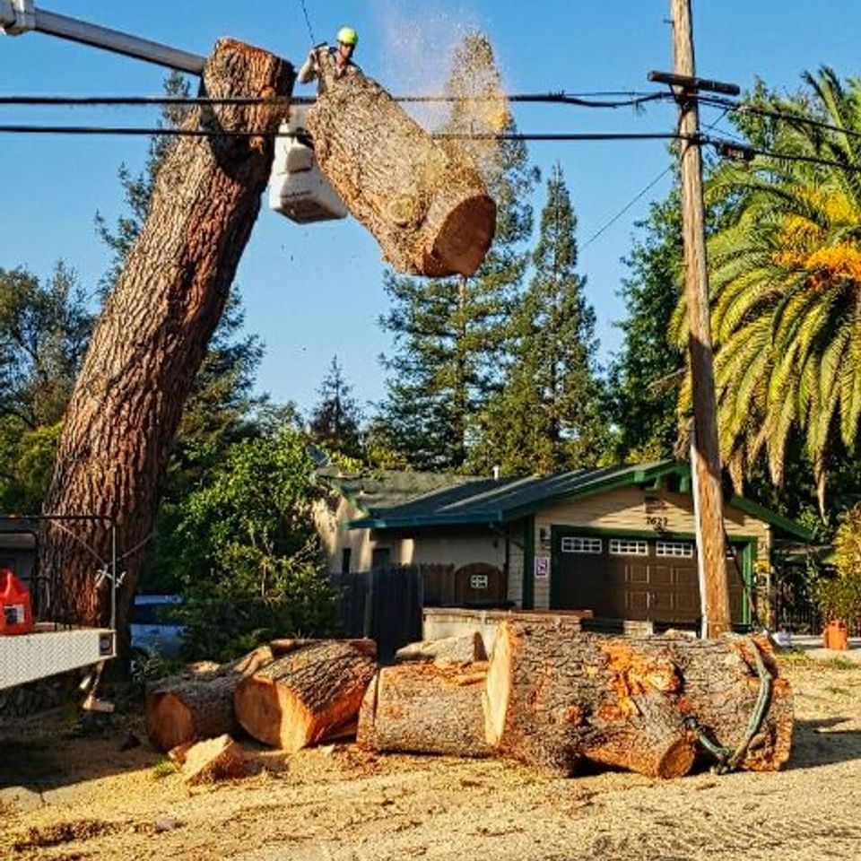 Fair Oaks Arborist crew performing professional tree removal using bucket lift and chainsaw