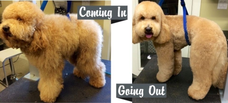 In out golden doodle20150621 16889 1scuck3