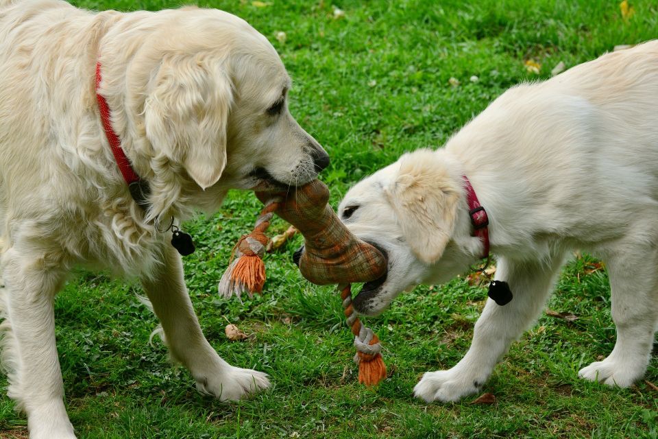 Dogs 2556820 1920
