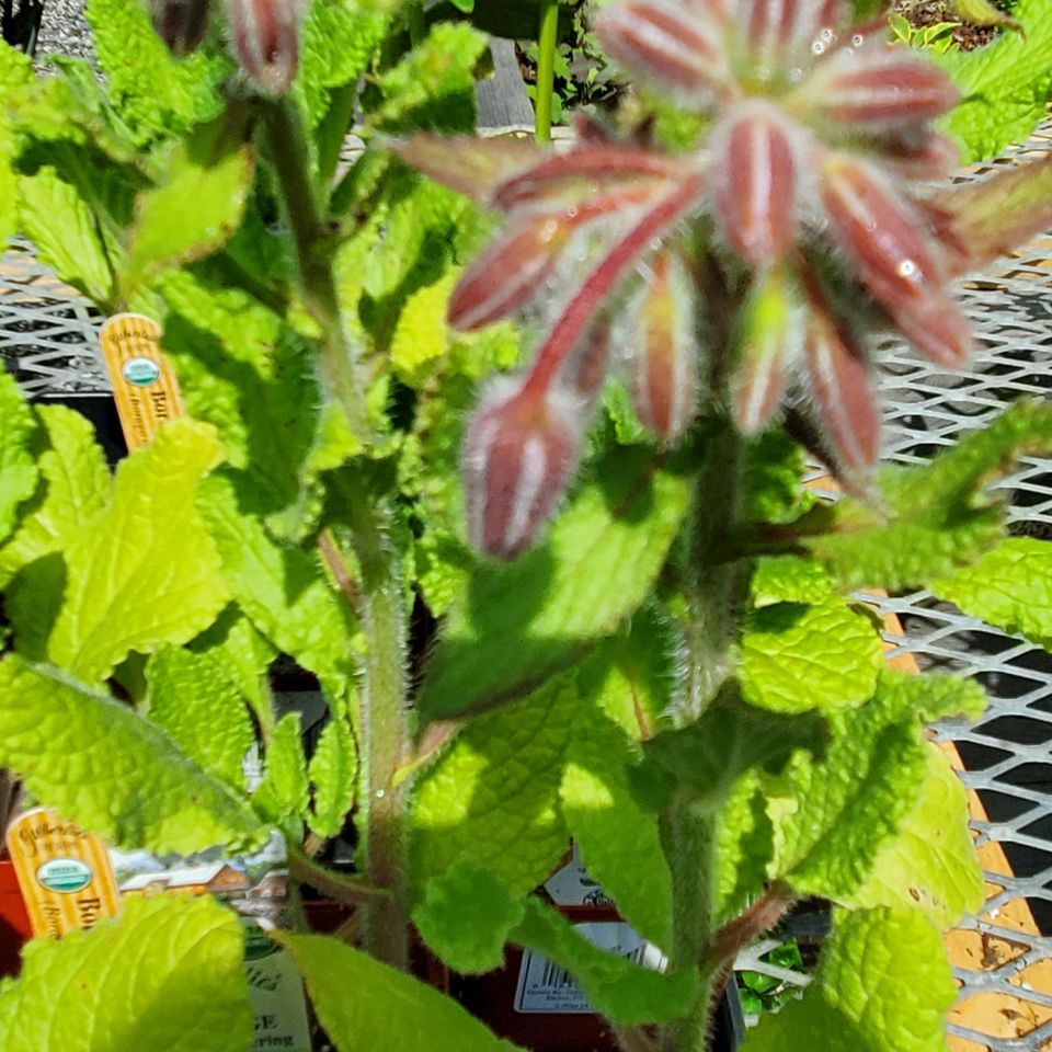 Borage