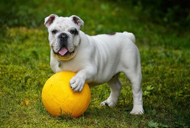 English bulldog g2fe8d08a2 1920