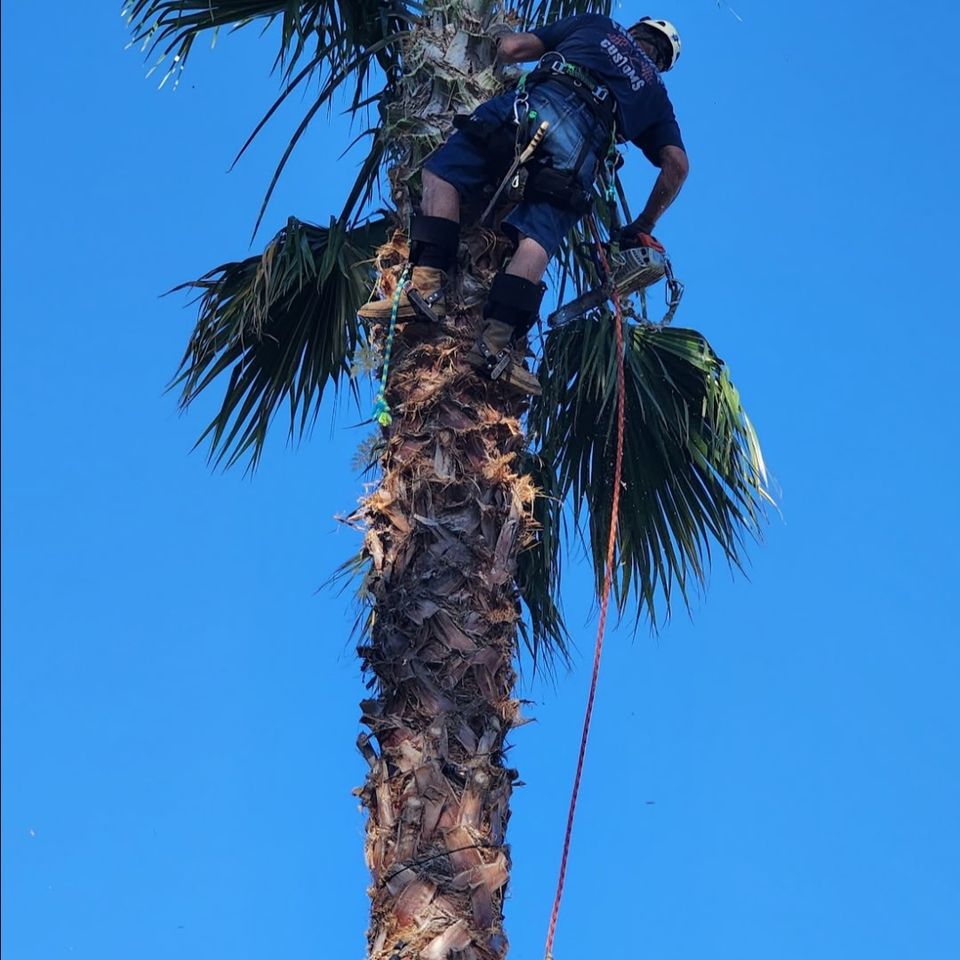 Healthy Mexican Fan Palm following a professional canopy prune by Above It All Tree Care in Northern California.