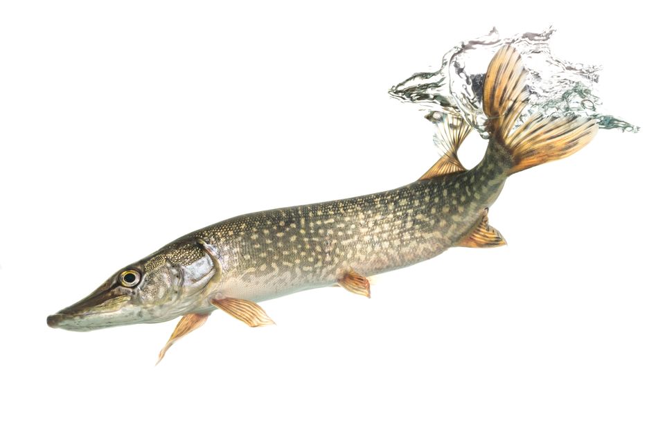 Northern pike sam stukel 2019 4