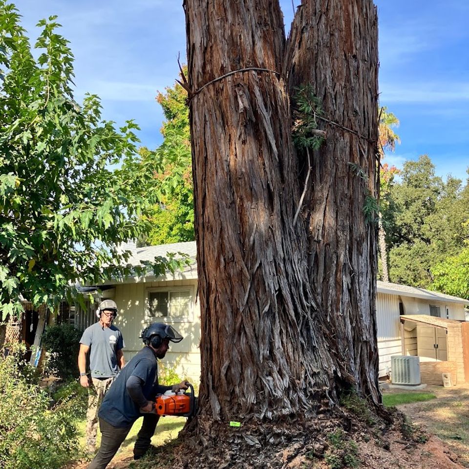 Fair Oaks Arborist crew performing crane‑assisted tree removal in a residential yard