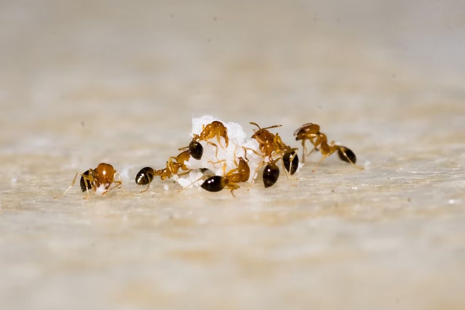 Fire ant 1