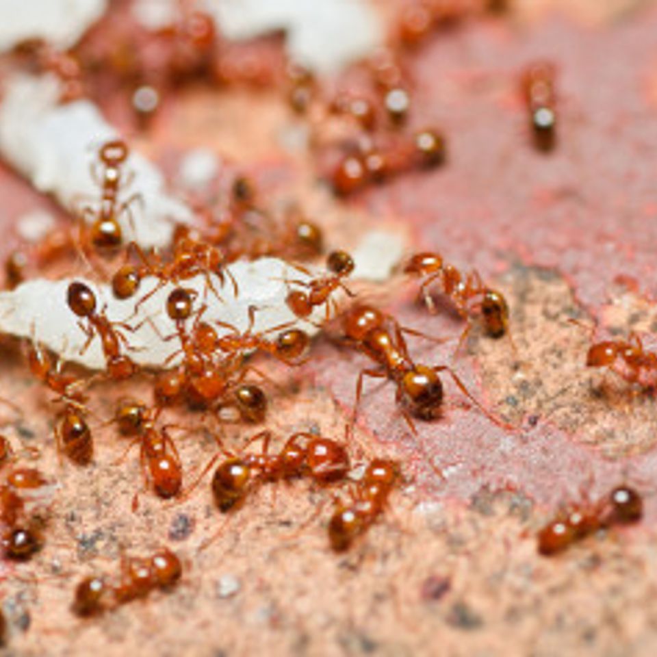 Fire ant teamwork 30809072