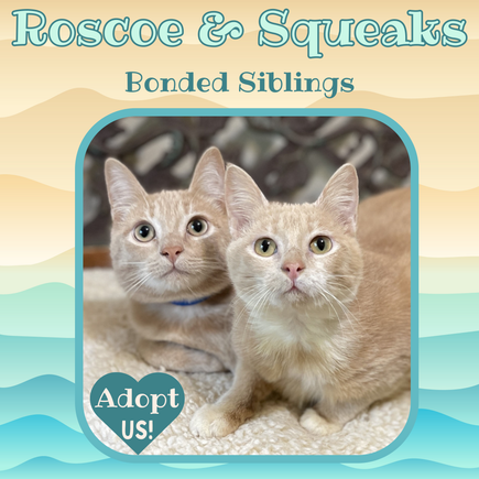 Squeaks   roscoe (1)
