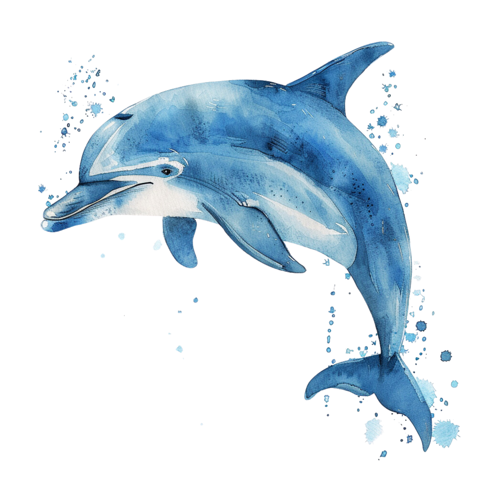 Animals   sea dolphin