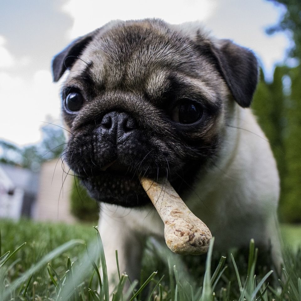 Puppy g10de9ec7b 1920