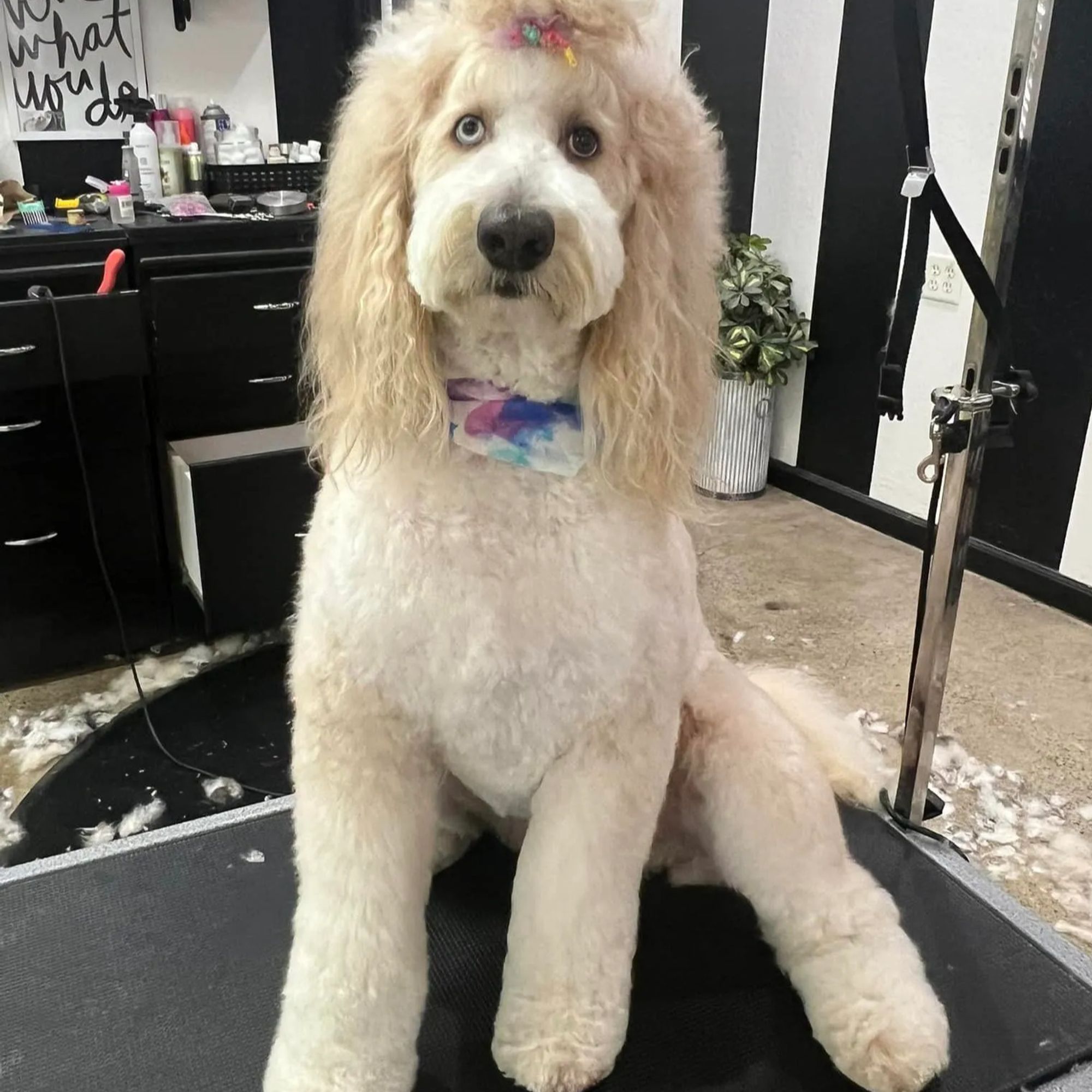 Above & Beyond Pet Grooming