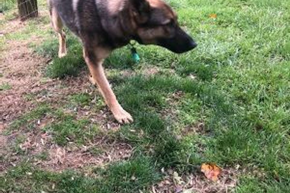 German shepherd