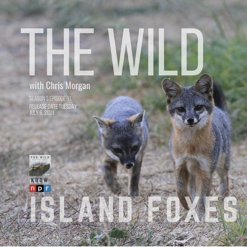 The wild july 2021 photo