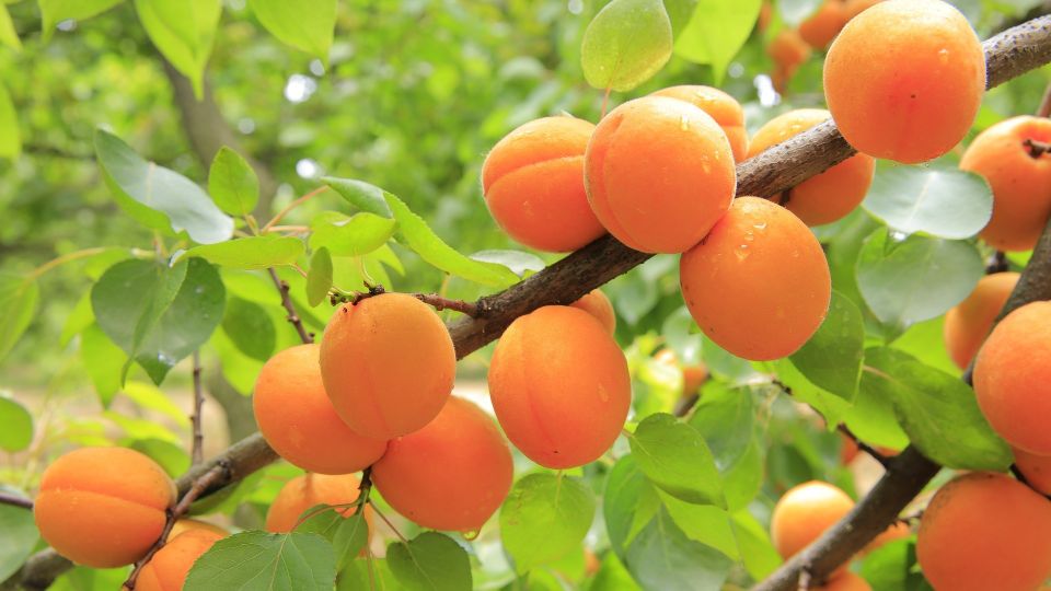 Apricots g222318cdc 1920