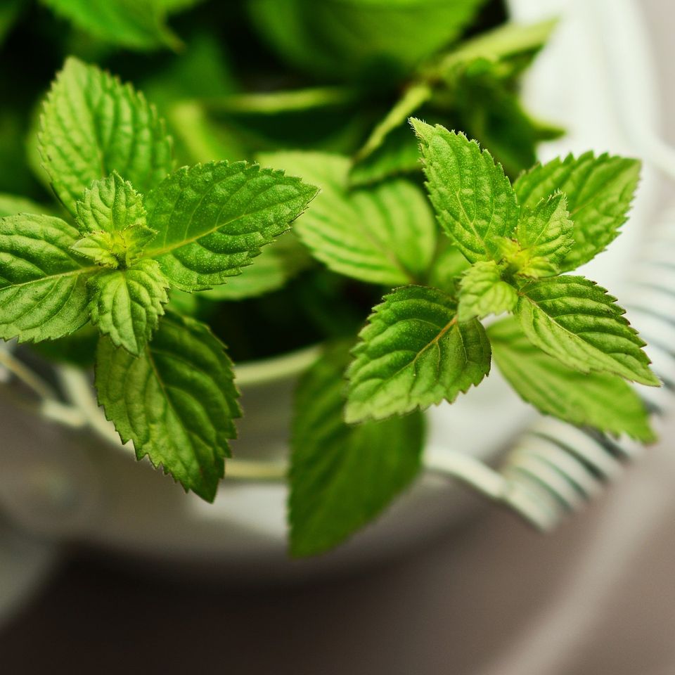 Minty fresh flavors
