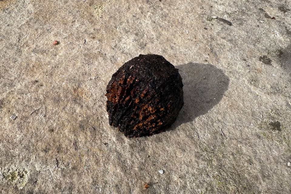 Walnut shell on patio