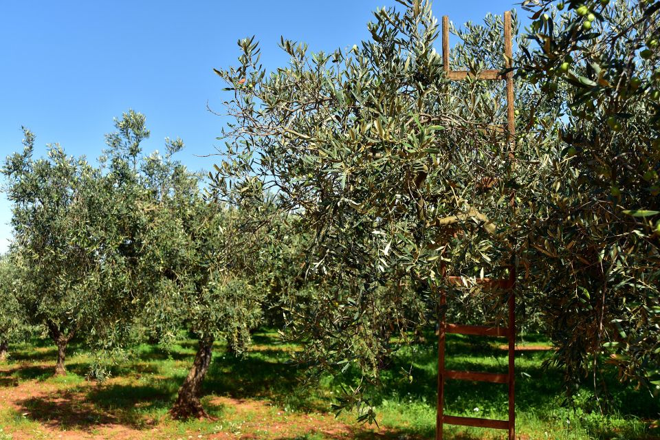 Ulleo olive trees g3ceedab0d 1920