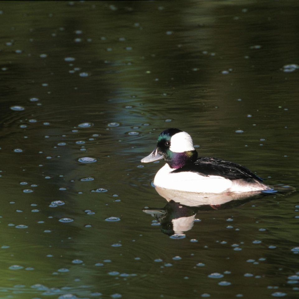 Chuckgraham bufflehead img022020121203 1864 kshc66 0
