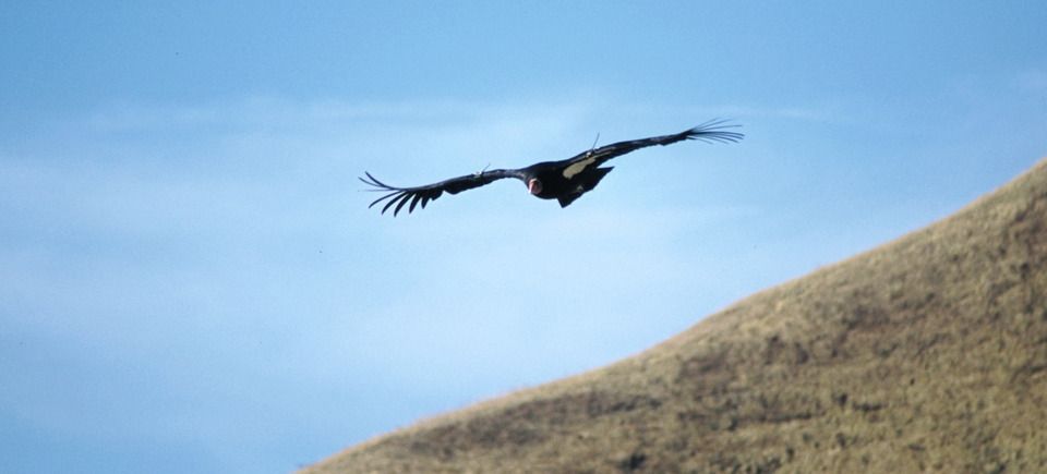 Wildlifeslideshow820121203 1865 rboyy6 0