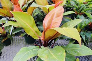 Princeoforangephilodendron