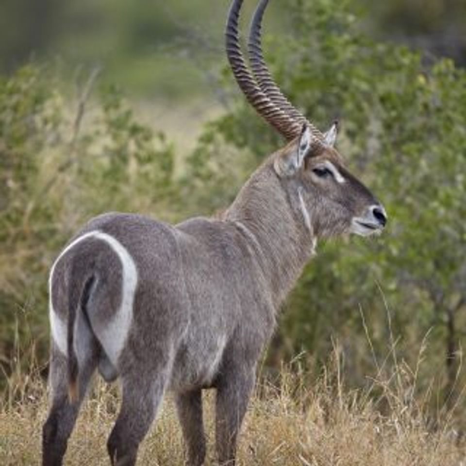 Waterbuck