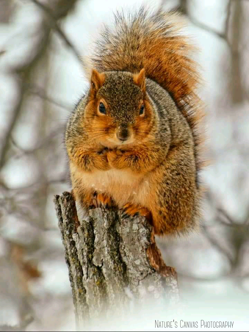 Squirrel