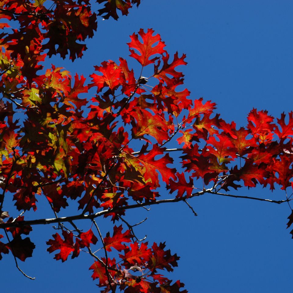 Fall colors42