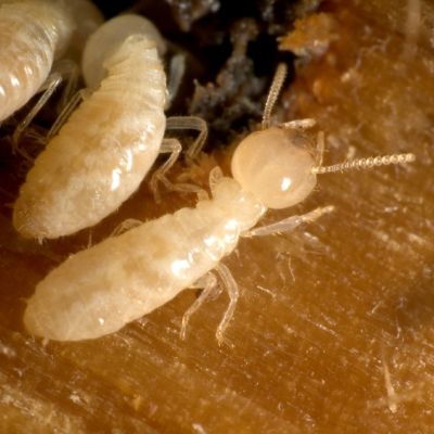 Termite