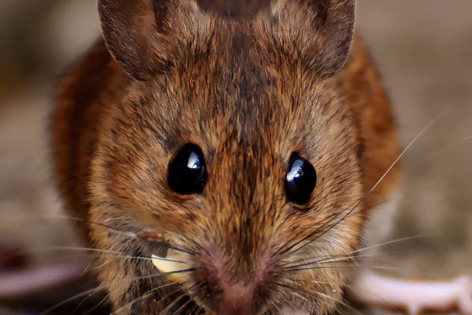 Rats Mice and Rodent control
