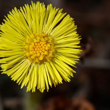 Nennieinszweidrei dandelion gda29db2ce 1920
