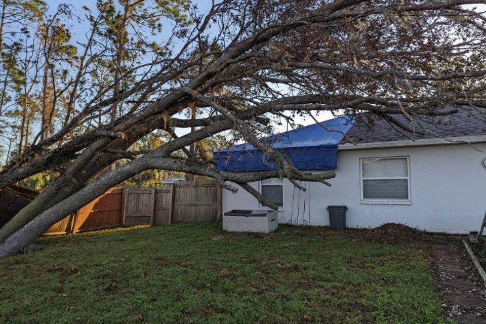 Tampa disaster tree removal