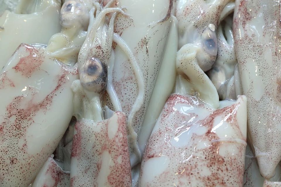Squid 4k 6