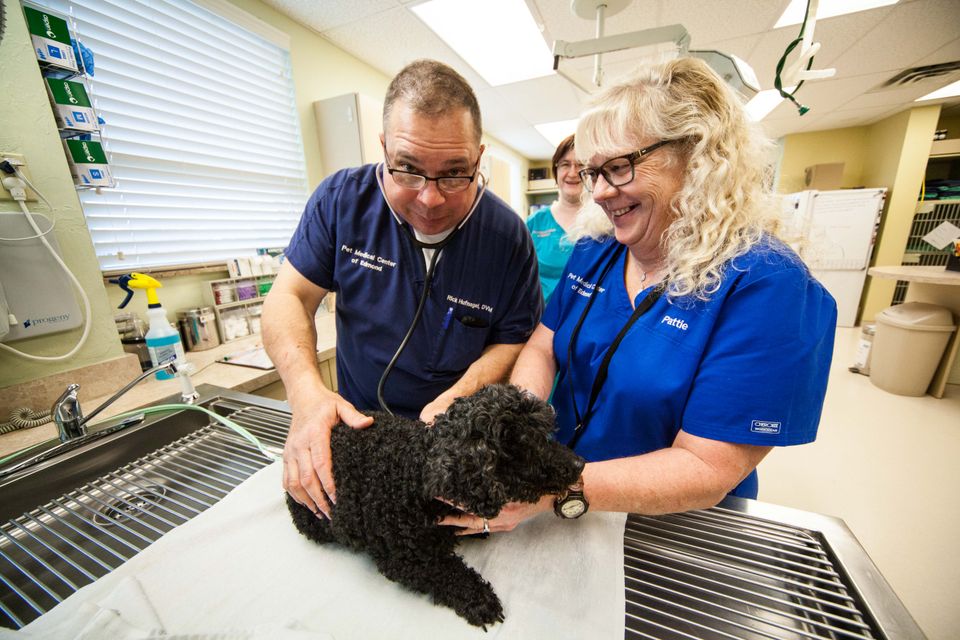 Veterinary team examining a black dog at Pet Medical Center