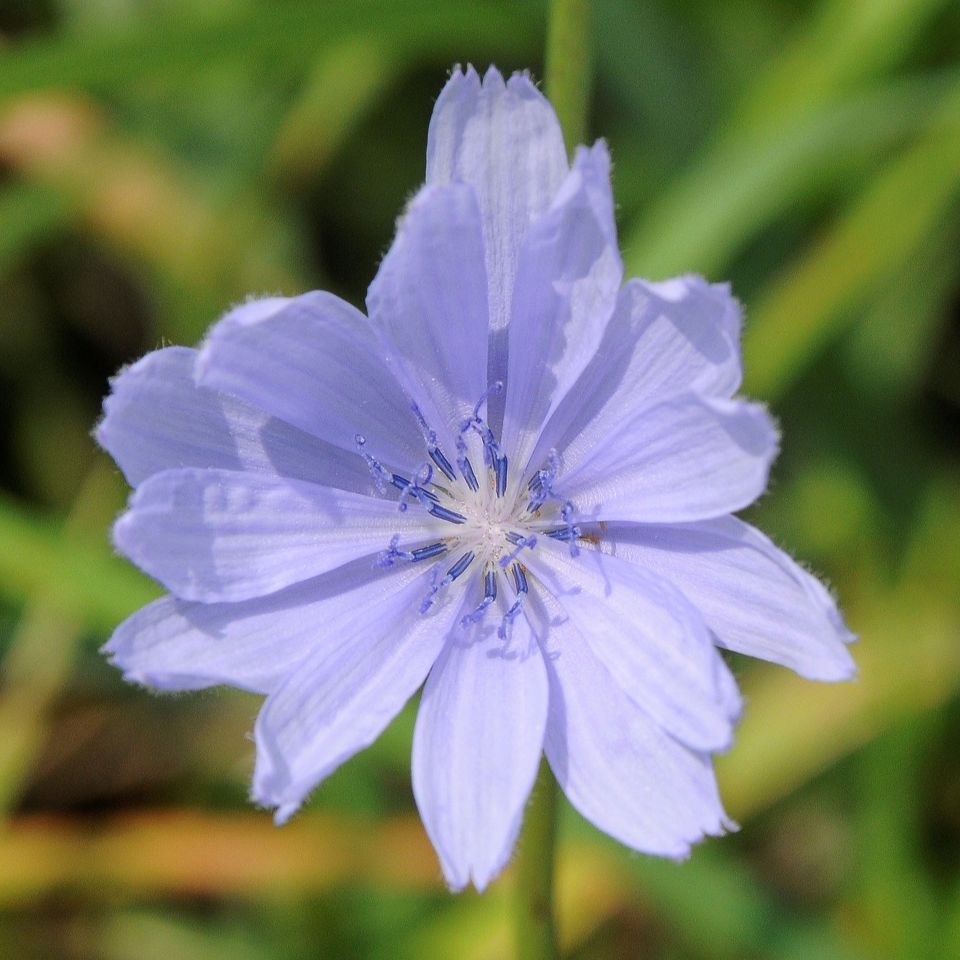 Purple flower