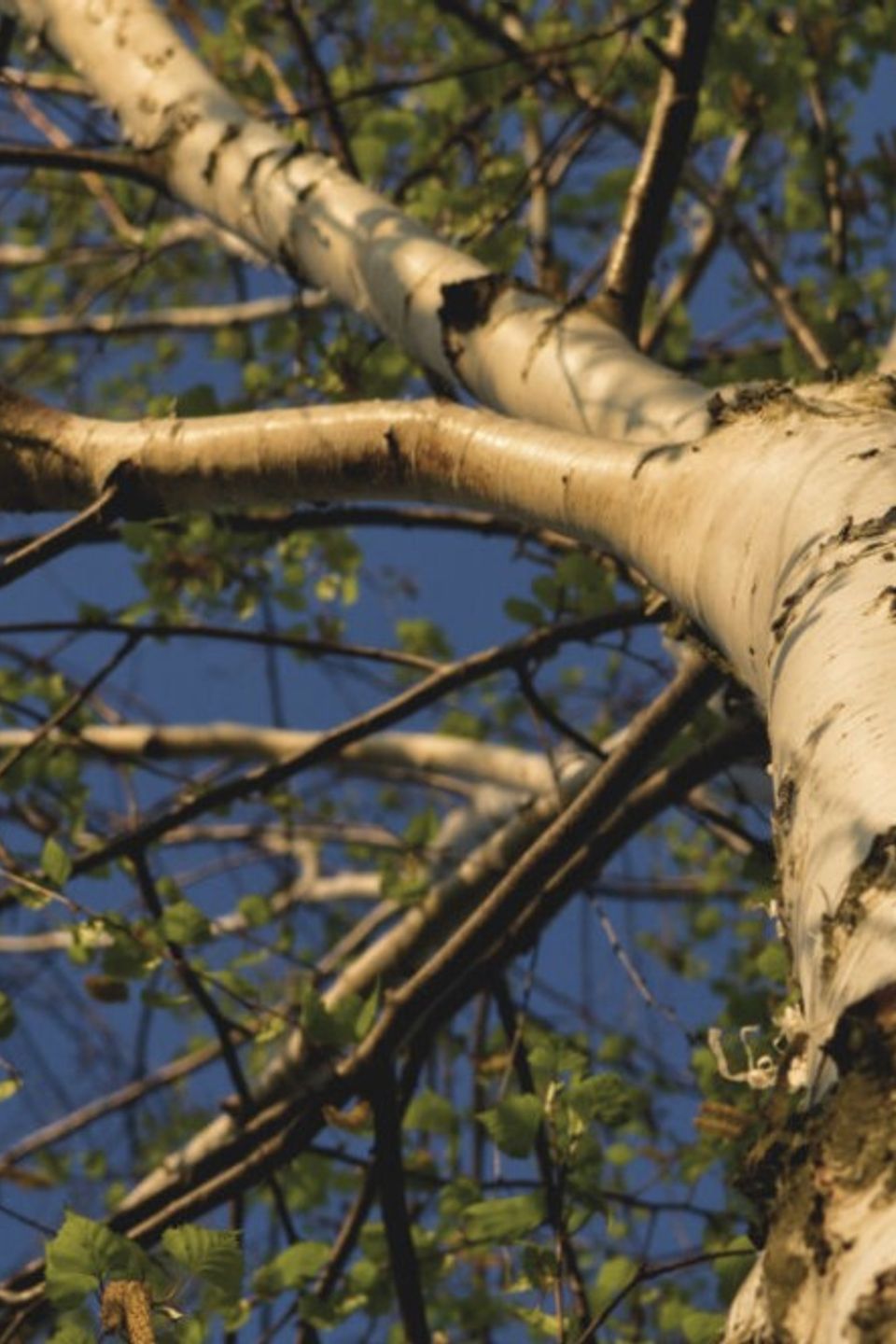tree trimming el dorado hills